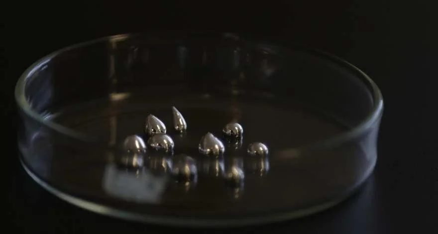 Estudo: Observação do crescimento de cristais metálicos no interior de solventes metálicos líquidos. Gálio em uma placa de Petri. Crédito da imagem: Philip Ritchie / The University of Sydney